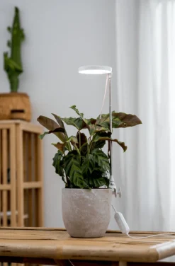 Hot Airam Växtbelysning Rose Vit